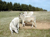 Murray Grey Beef Cattle Heifers