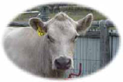 Murray Grey Beef Cattle Cow