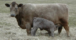 Dark Murray Grey Cow with dark Murray Grey Calf